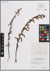 Foto von Salix eleagnos Scop.